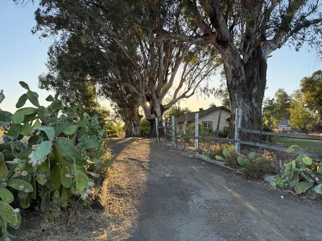 a view of a garden with a tree