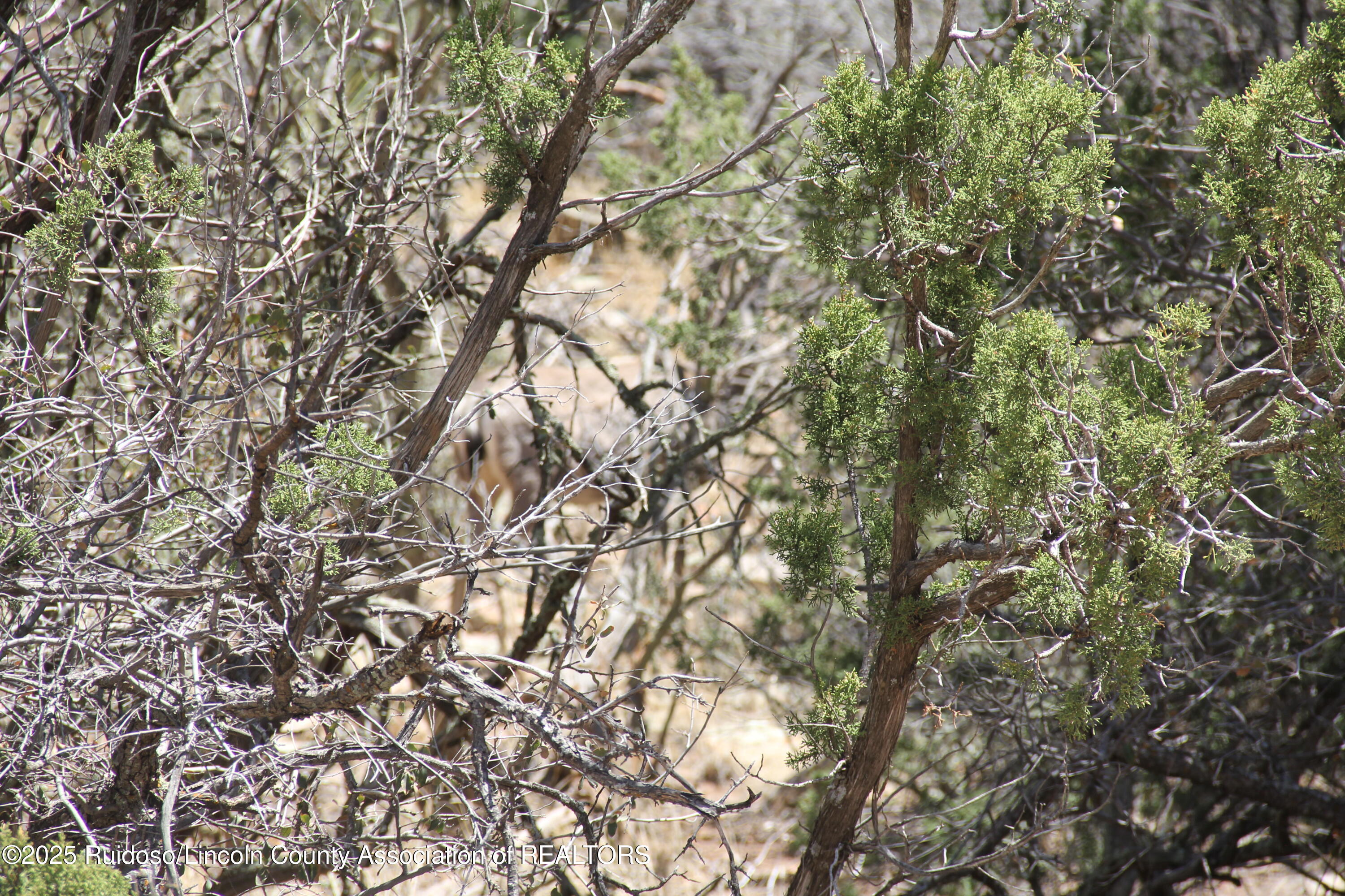 Tbd Jicarilla Road Carrizozo, NM 88301 - Photo 10 of 53 Gallery Image 10