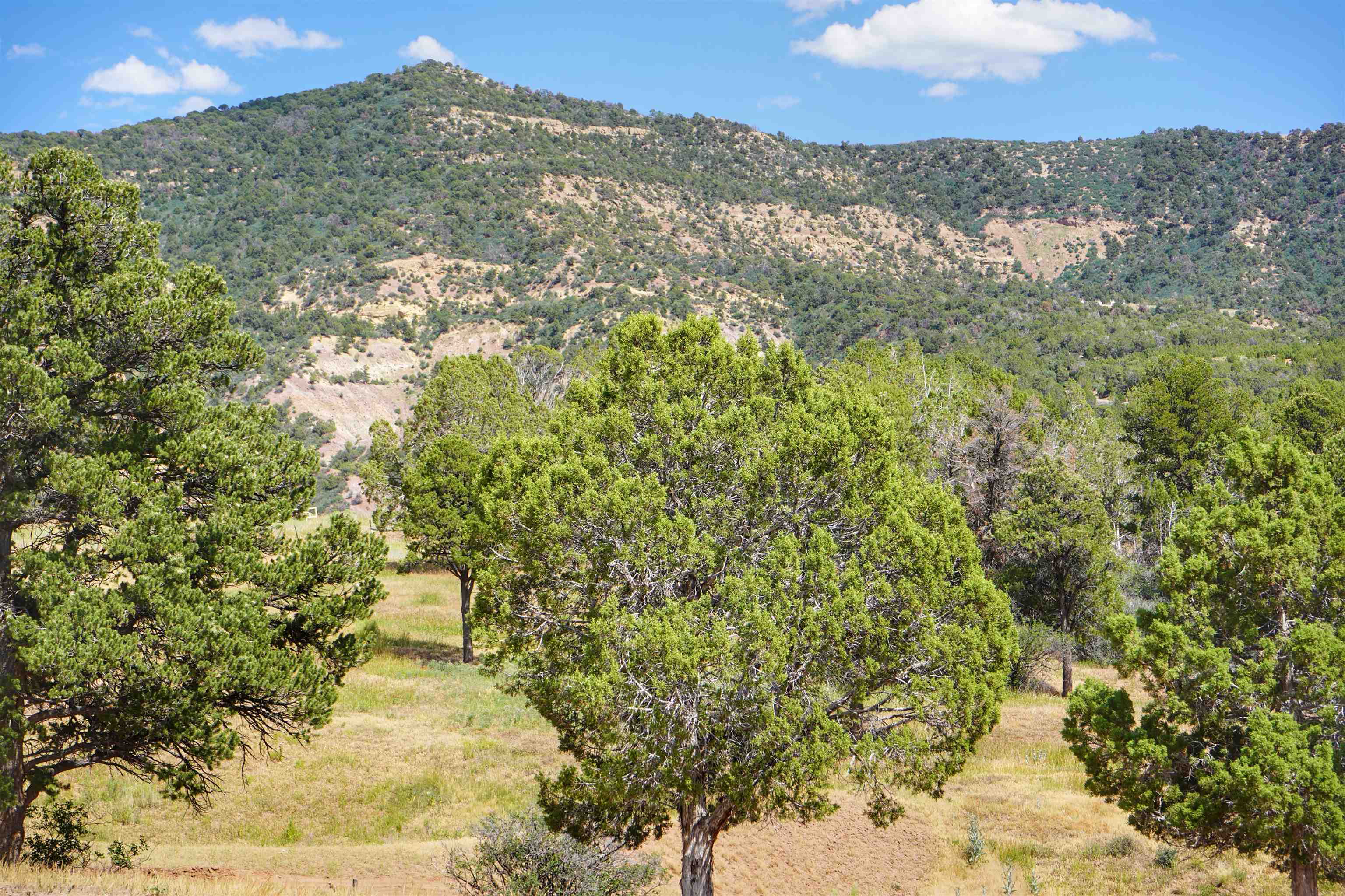 14998-59 59 1/2 Road Collbran, CO 81624 - Photo 28 of 31 Gallery Image 28