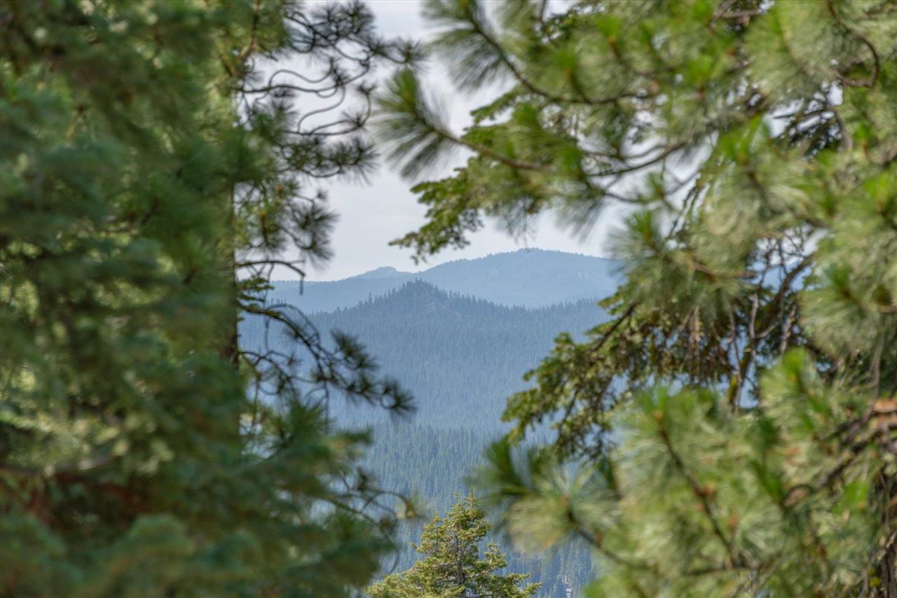 11494 Alder Hill Road Truckee, CA 96161 - Photo 16 of 21 a view of a tree in a garden