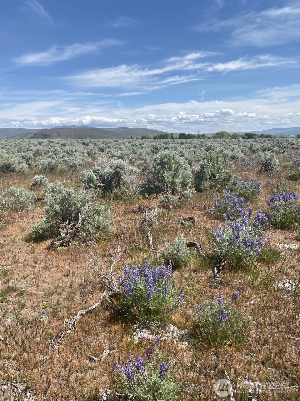 1160 Lester Road Ellensburg, WA 98926 - Photo 4 of 15 a view of a yard with lots of trees