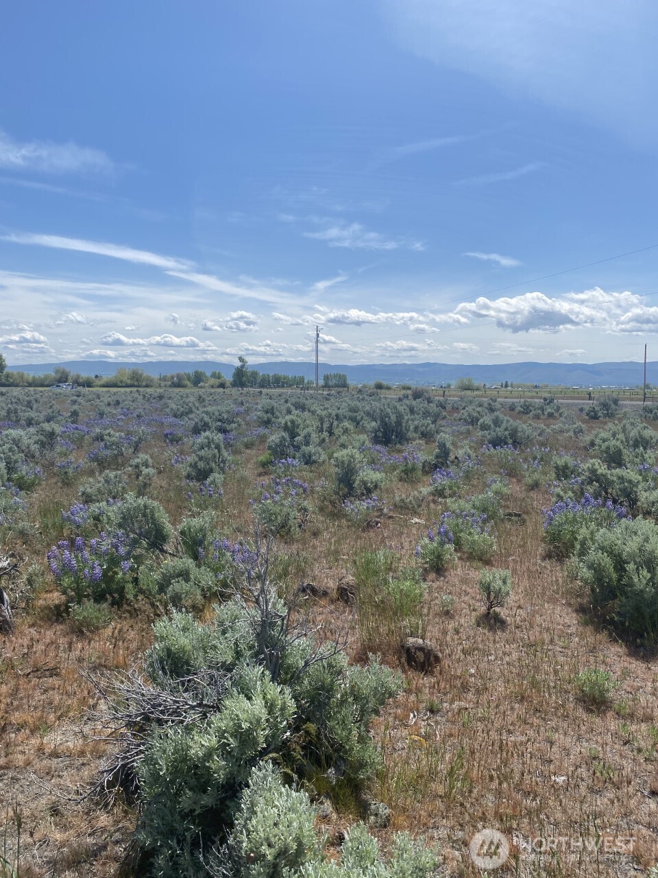 1160 Lester Road Ellensburg, WA 98926 - Photo 8 of 15 a view of a field with trees in background