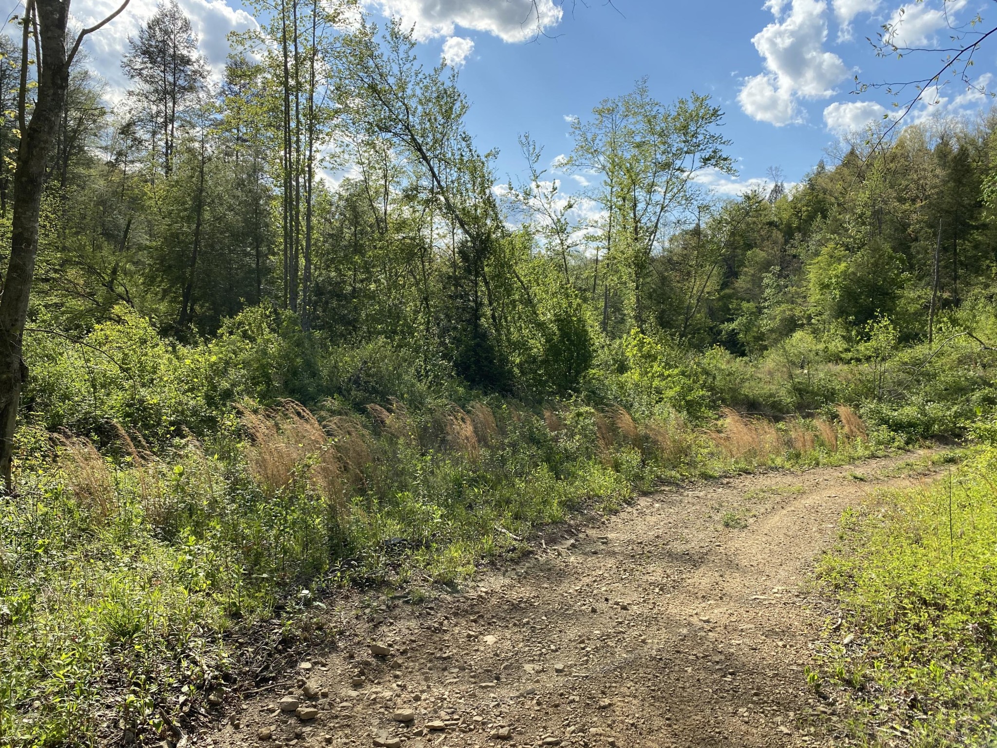 0 Tract 11 Mt View Road Robbins, TN 37852 - Photo 1 of 3 Gallery Image 1