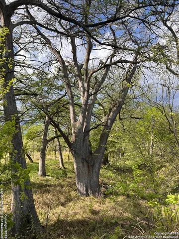 a view of a yard with large tree
