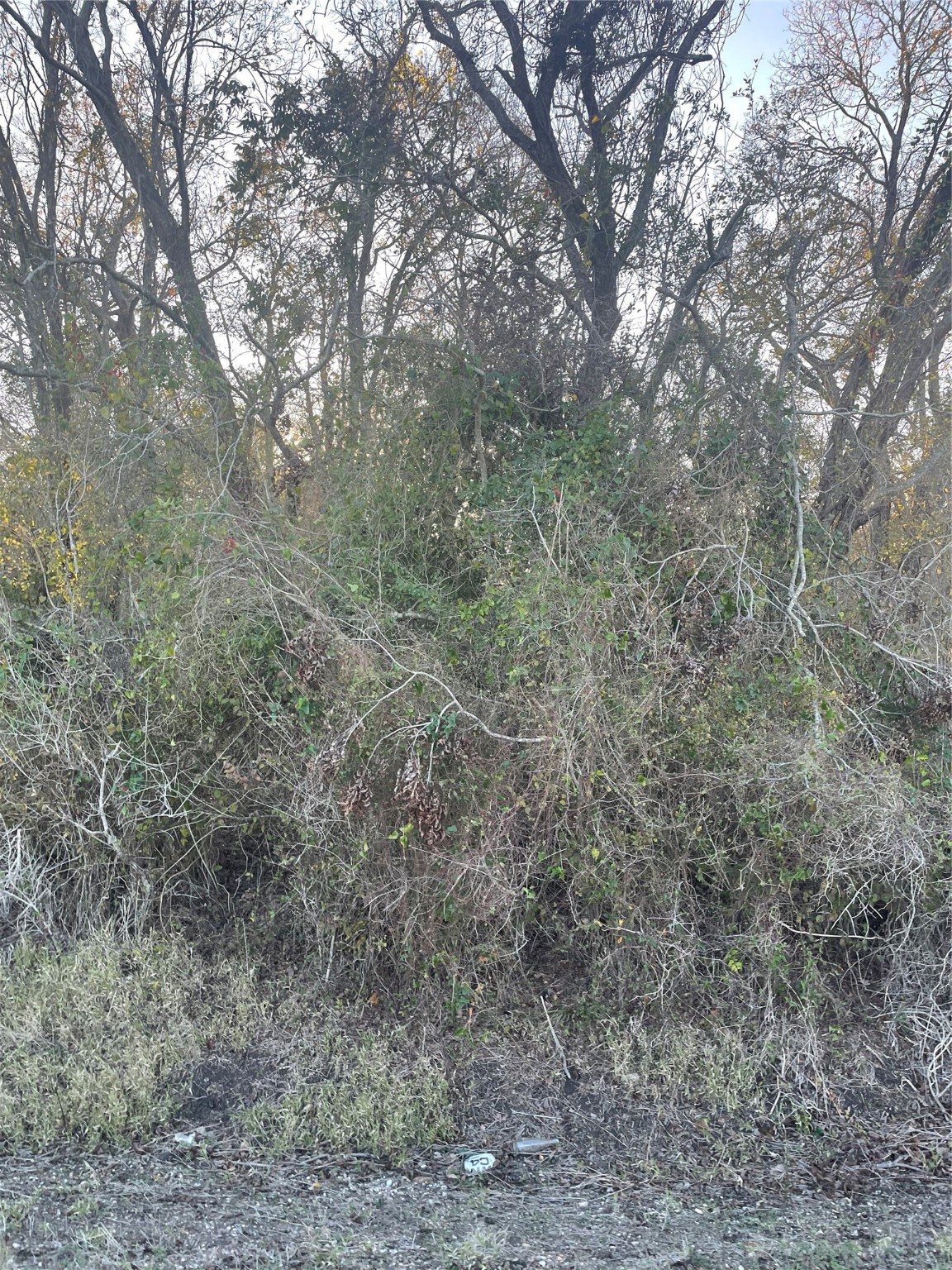 0 County Road 428 Wharton, TX 77488 - Photo 2 of 7 a view of a forest with trees in the background