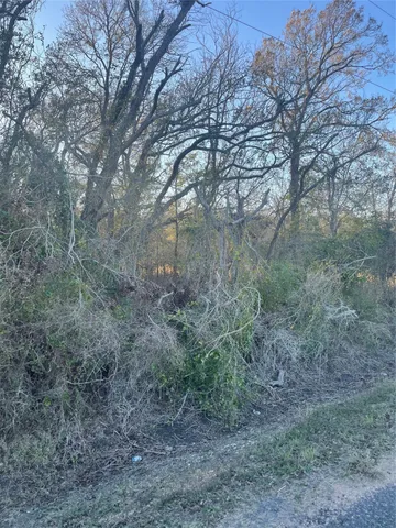 a view of a forest with large trees