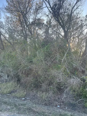 a view of a forest with trees in the background