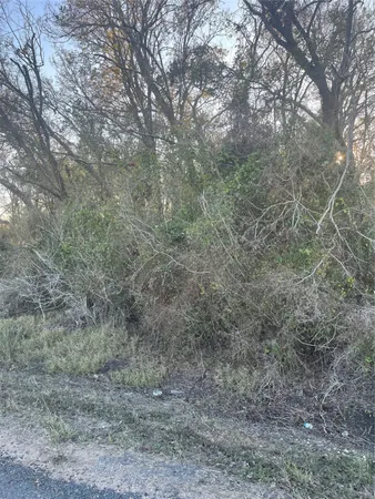 a view of a dry yard with large trees