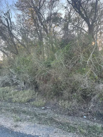 a view of a dry yard with large trees