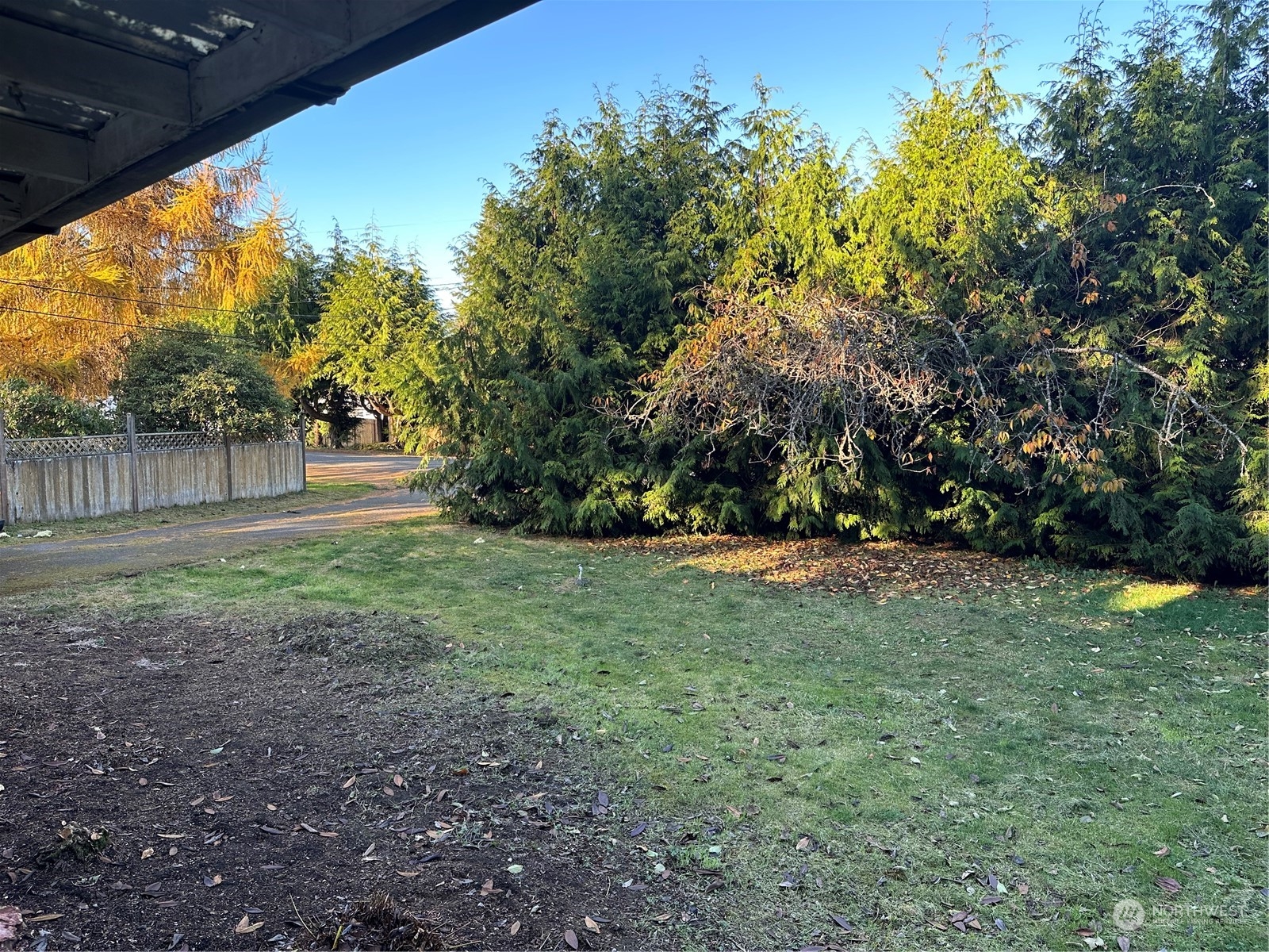 a view of a backyard with tree