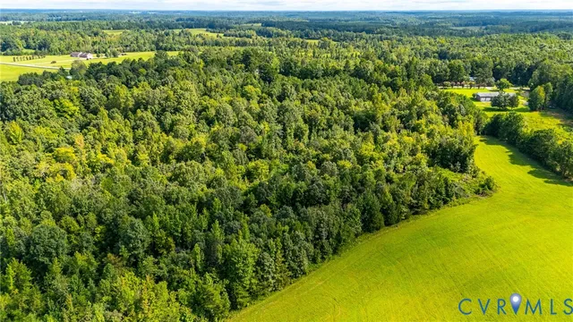 a view of a large yard with plants and large trees