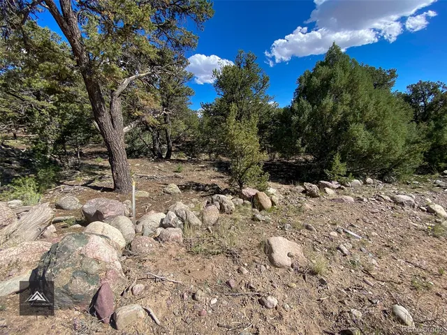 a view of a dry yard with lots of trees