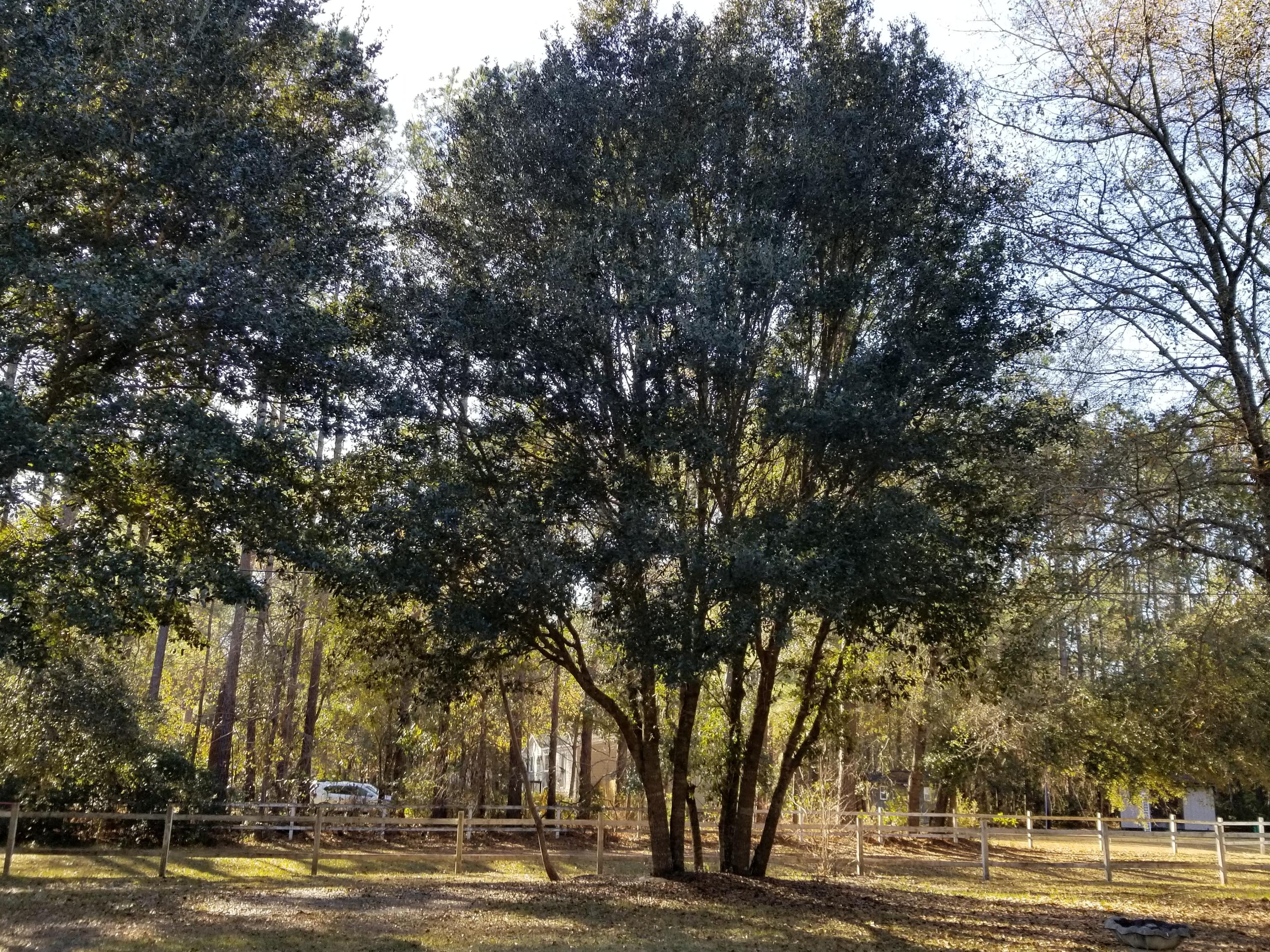 6966 Buckhorn Road Ravenel, SC 29470 - Photo 16 of 23 6966 Buckhorn Rd.