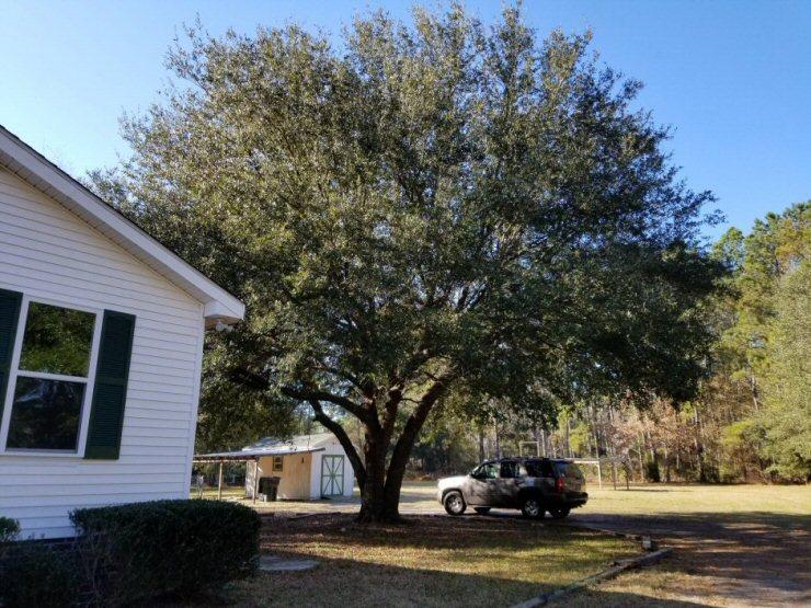6966 Buckhorn Road Ravenel, SC 29470 - Photo 19 of 23 6966 Buckhorn Rd