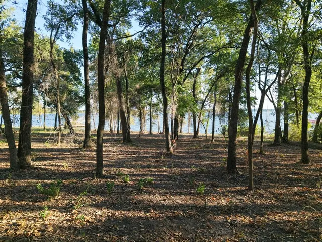 a view of a yard with trees