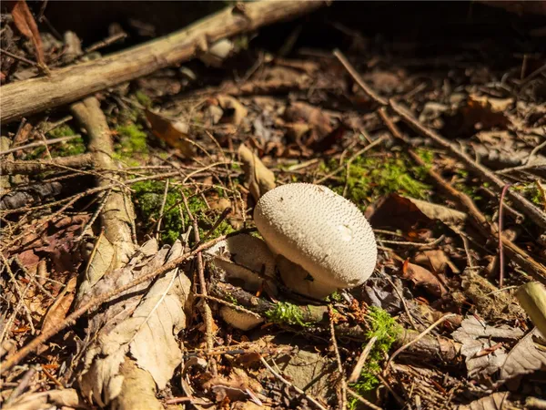 $134,000 | Reservoir Hill Road, Plymouth, NY 13815