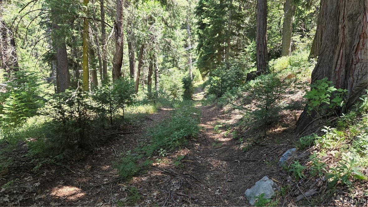 987 Deer Run Road Cedarpines Park, CA 92322 - Photo 3 of 14 a view of a tree in a yard