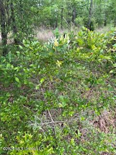 5133 Antioch Road Hazlehurst, MS 39083 - Photo 58 of 78 IMG_1969