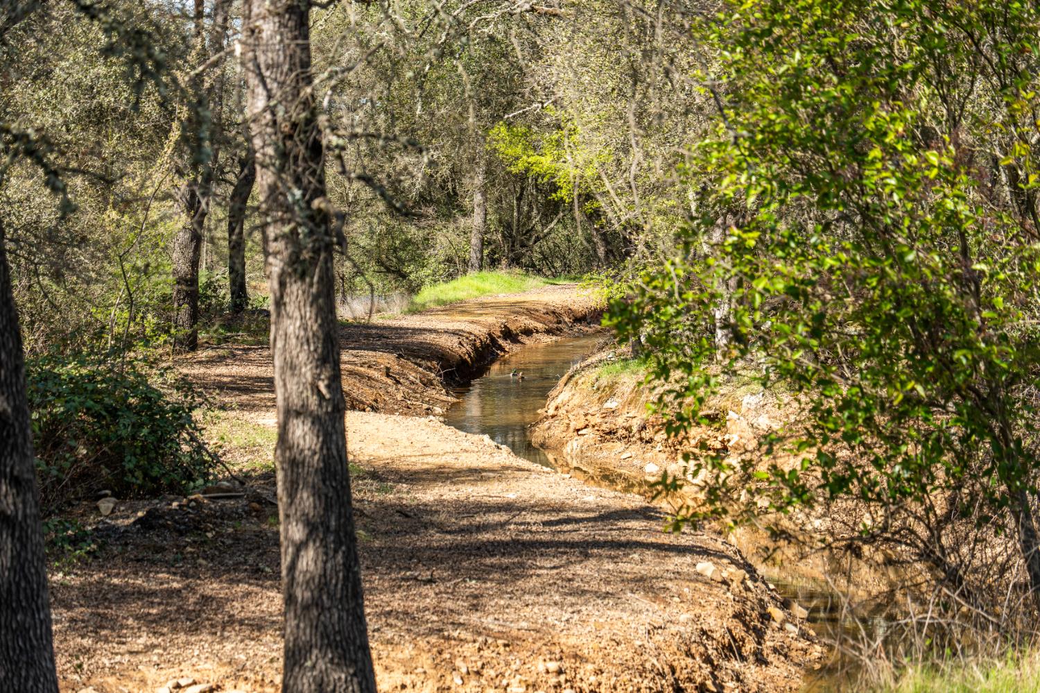10925 Joeger Road Auburn, CA 95602 - Photo 11 of 24 a view of swimming pool from a tree
