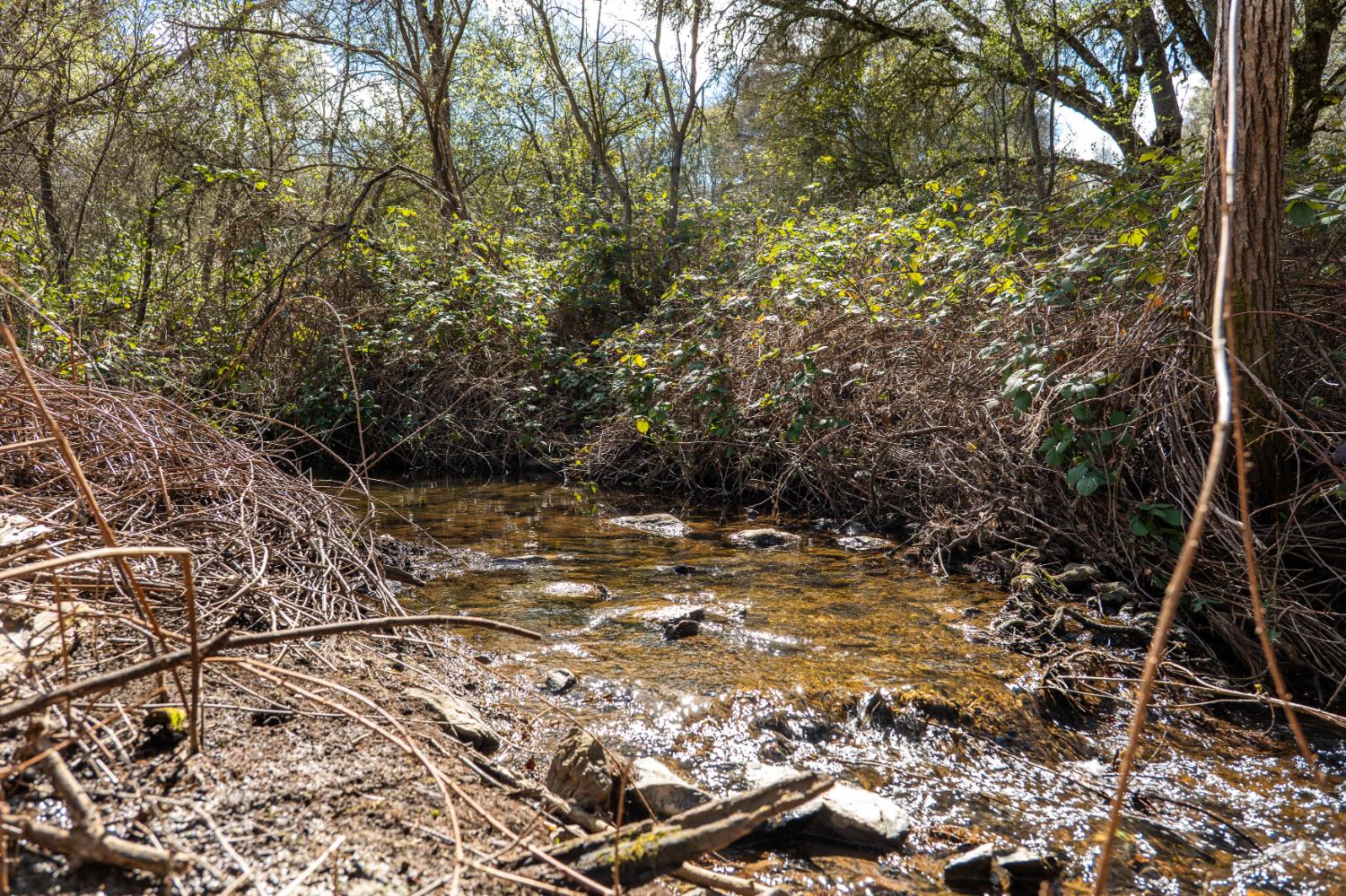 10925 Joeger Road Auburn, CA 95602 - Photo 18 of 24 a view of a tree with a yard