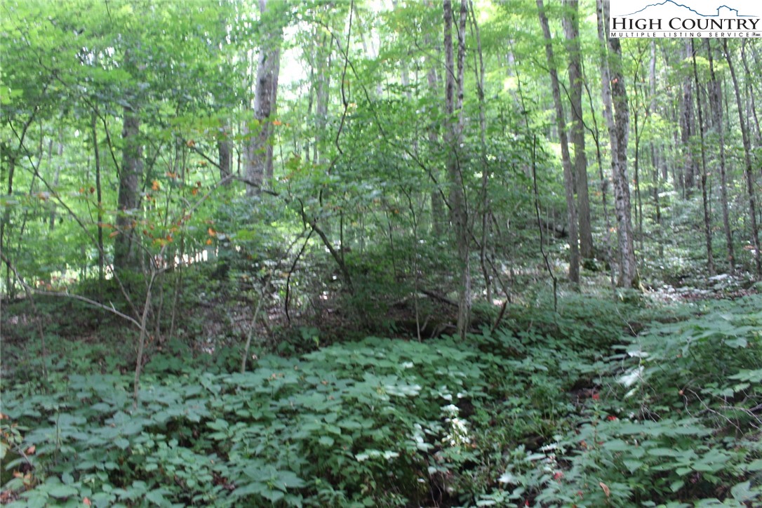 Jc Norton Rd Road Warrensville, NC 28693 - Photo 2 of 10 Gallery Image 2