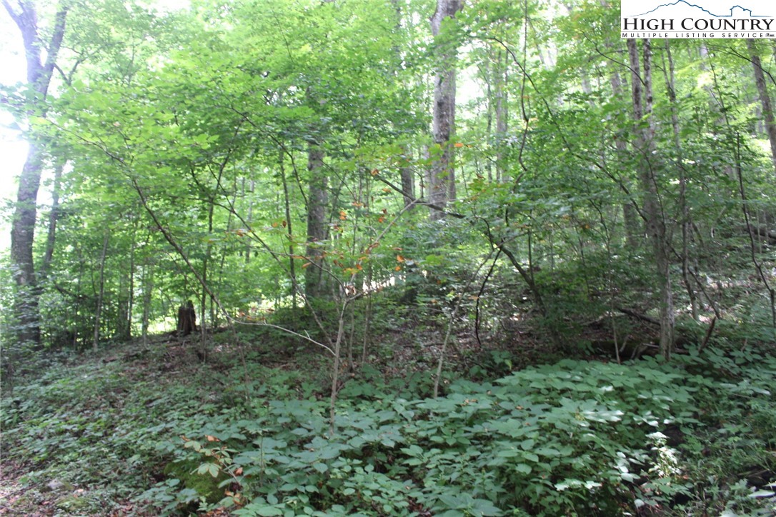 Jc Norton Rd Road Warrensville, NC 28693 - Photo 3 of 10 Gallery Image 3
