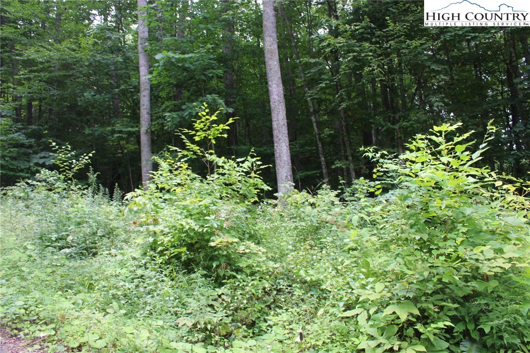 Jc Norton Rd Road Warrensville, NC 28693 - Photo 5 of 10 Gallery Image 5