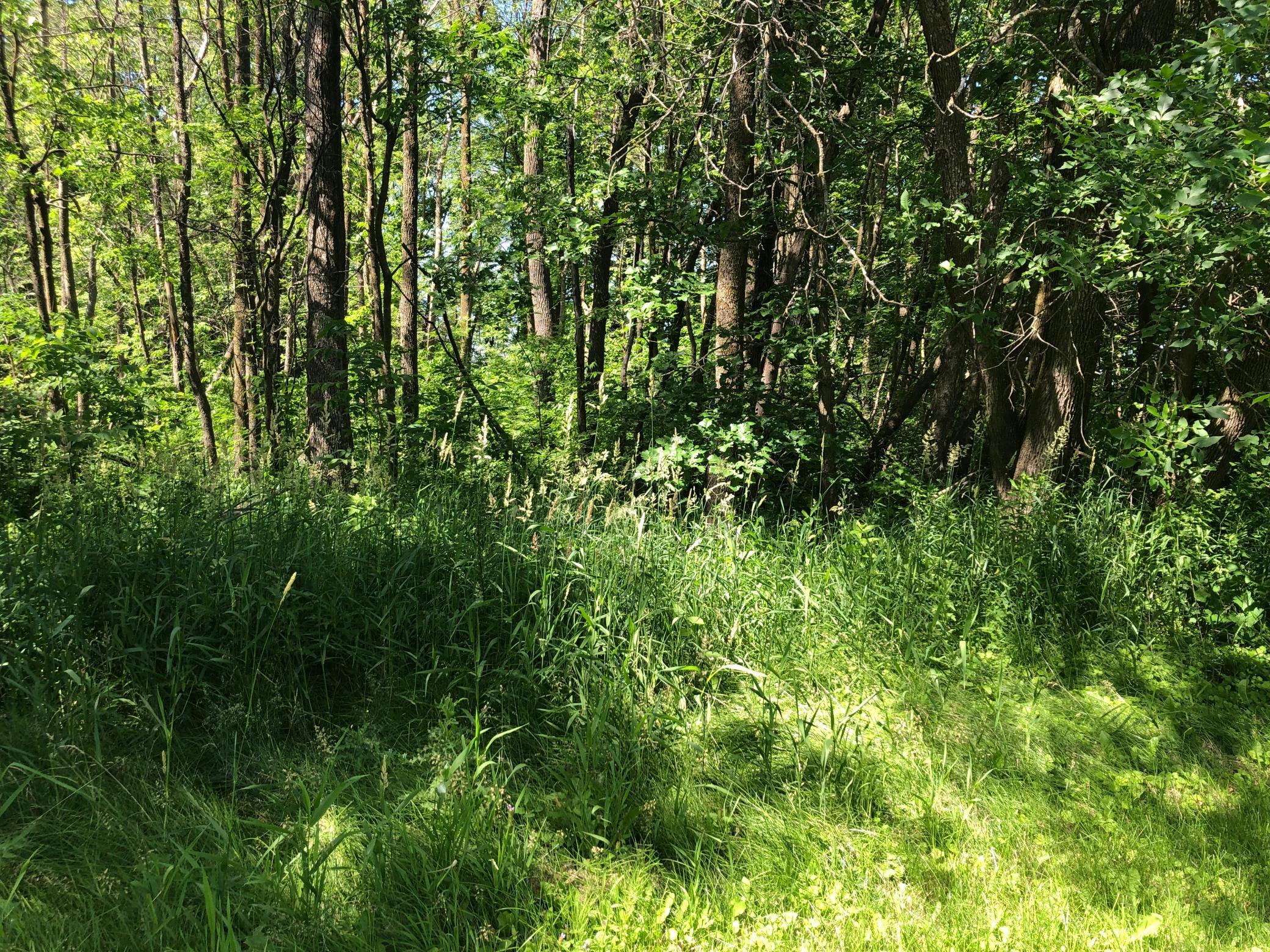 Tbd 388th Street Onamia, MN 56359 - Photo 11 of 43