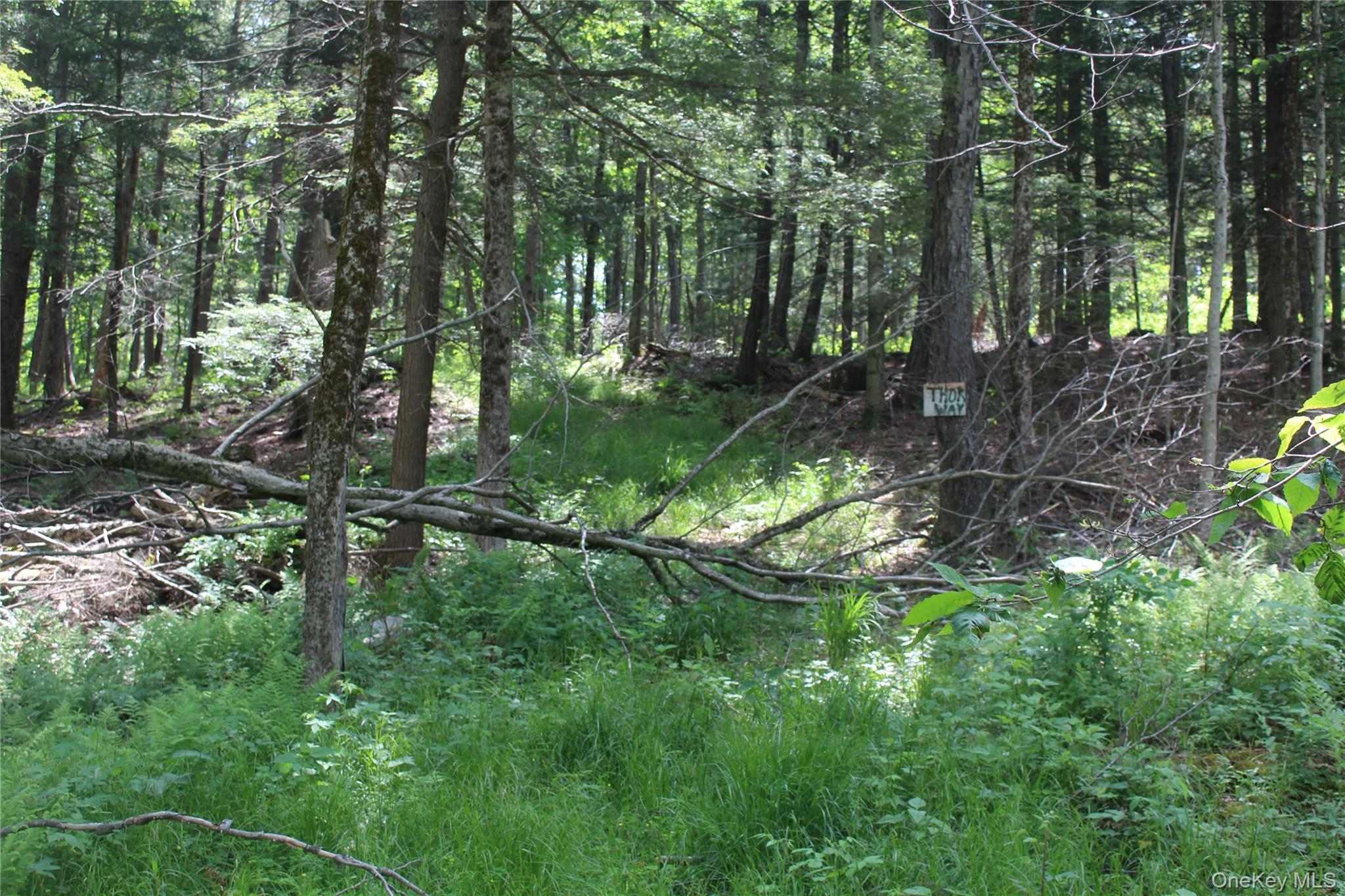 624 County Road Fremont Center, NY 12736 - Photo 26 of 40 Wooded acreage featuring mature trees and undergrowth