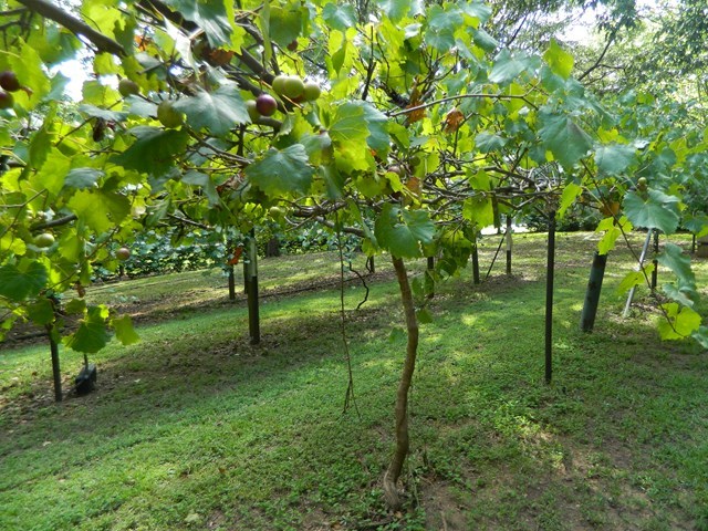 1625 Nowell Road West Macon, GA 31220 - Photo 8 of 21 a big yard with lots of green space and trees
