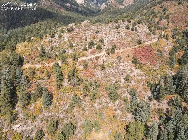 a view of a forest with a mountain
