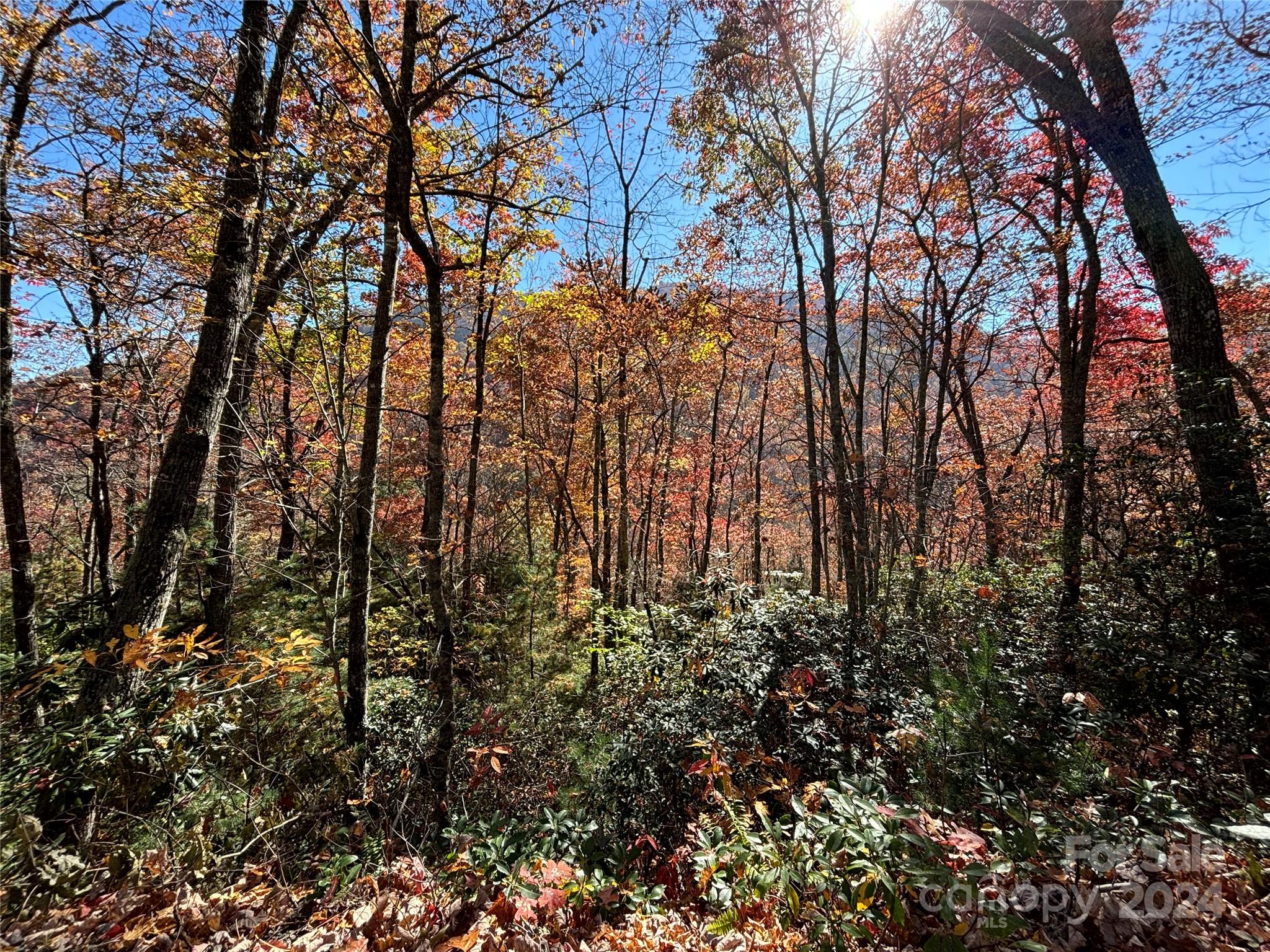 Lot 33 Coppermine Ridge, Unit 33 Whittier, NC 28789 - Photo 7 of 15 a view of trees in a yard