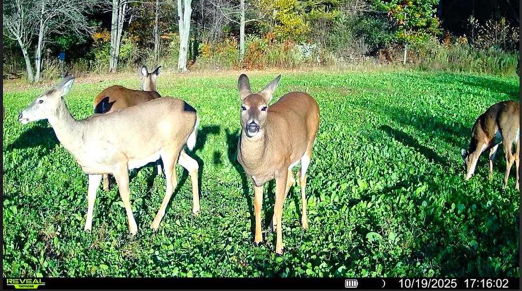 N7324 South Sechlerville Road Hixton, WI 54635 - Photo 37 of 40