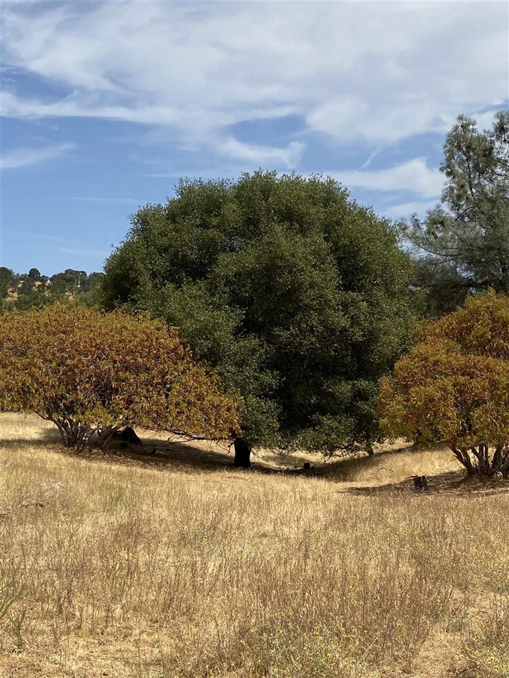 7313 Riata Way Angels Camp, CA 95222 - Photo 23 of 37 a view of a yard