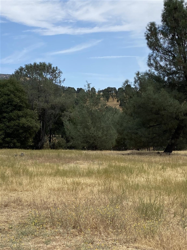 7313 Riata Way Angels Camp, CA 95222 - Photo 3 of 37 a view of a yard with an ocean