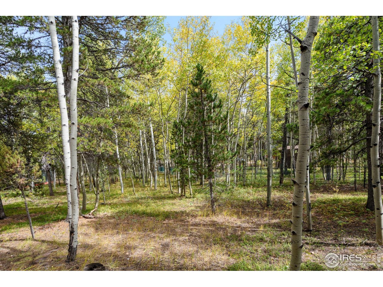 83 Iris Road Black Hawk, CO 80422 - Photo 21 of 32 Surrounded by aspens
