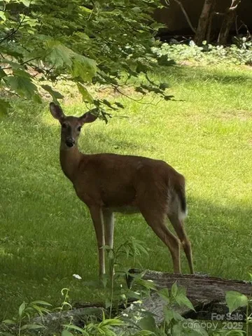 a view of open space with tall buildings