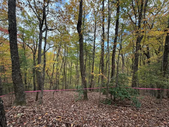 a view of a forest with trees