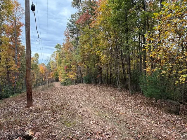 a view of a yard with trees