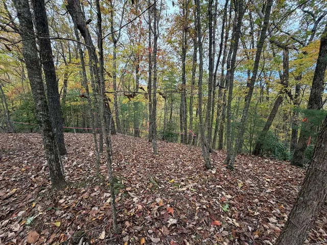 a view of a forest filled with trees