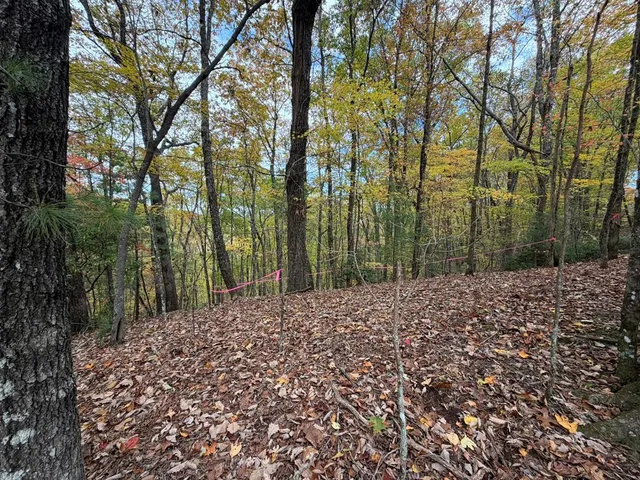 a view of a yard with plants and trees