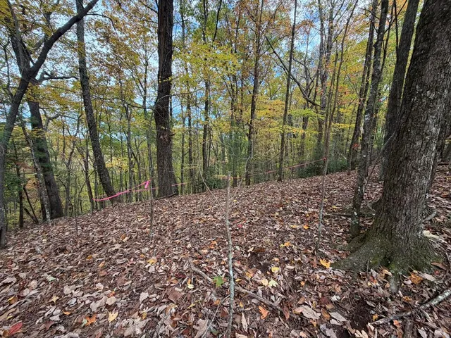a view of a forest filled with trees