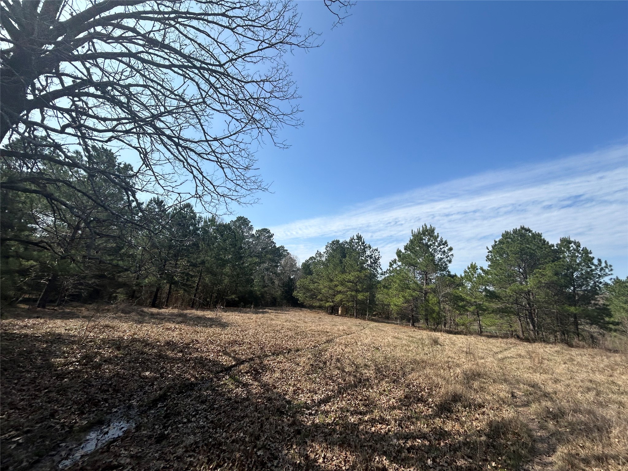 919 Pine Valley Road Diboll, TX 75941 - Photo 15 of 49 a view of a forest with trees in the background