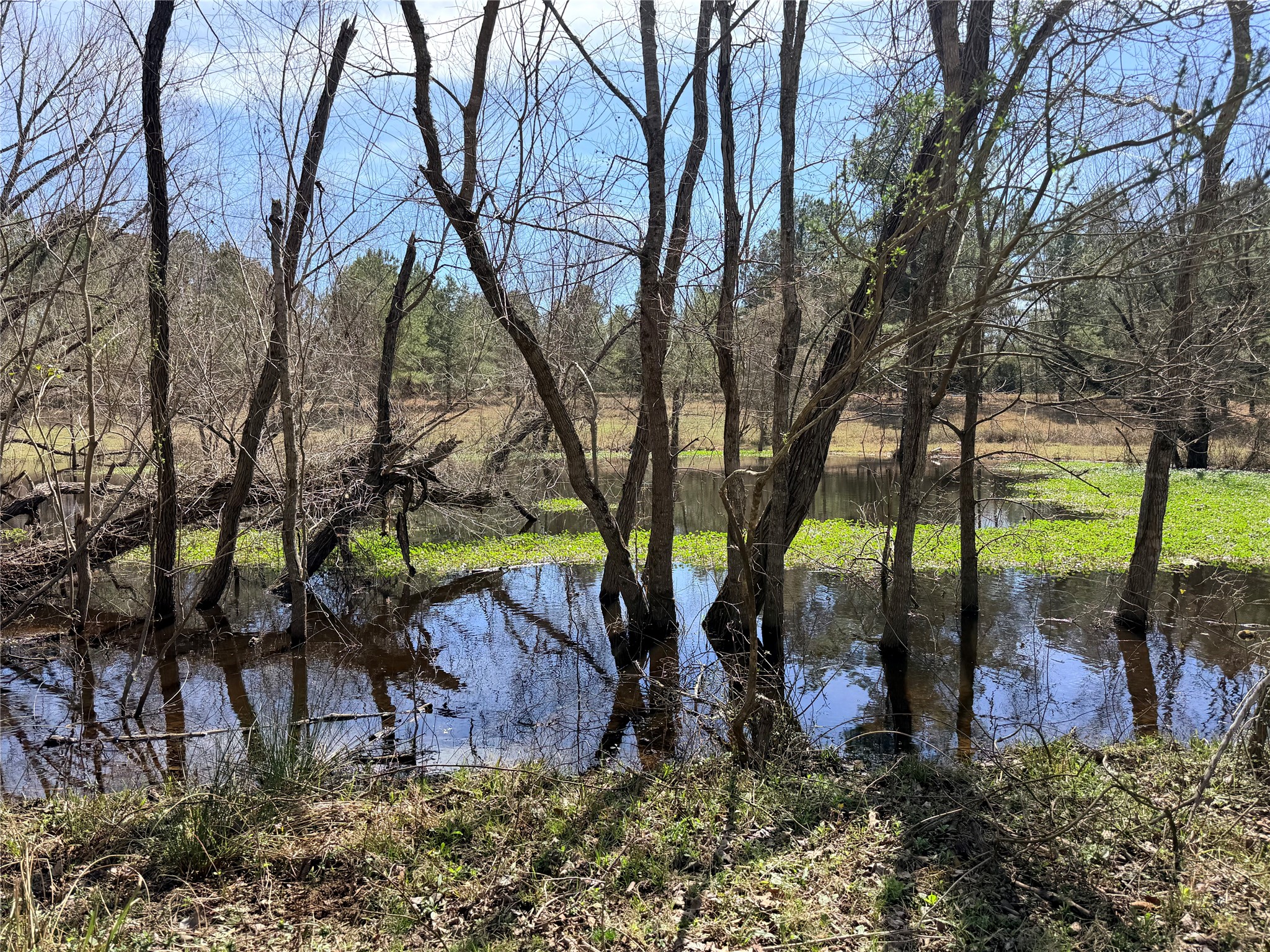 919 Pine Valley Road Diboll, TX 75941 - Photo 18 of 49 a view of a backyard
