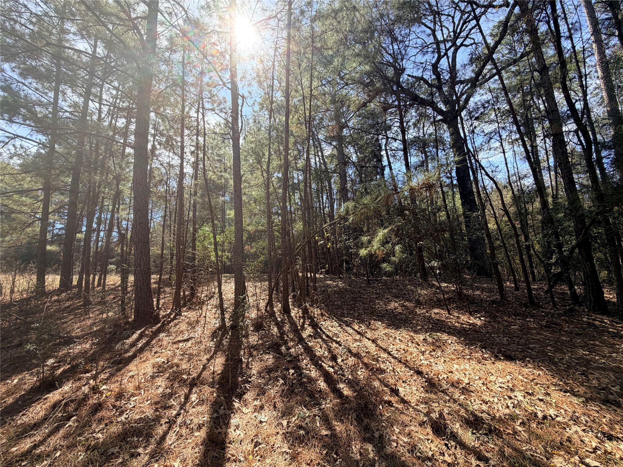 919 Pine Valley Road Diboll, TX 75941 - Photo 25 of 49 a view of outdoor space with lots of trees