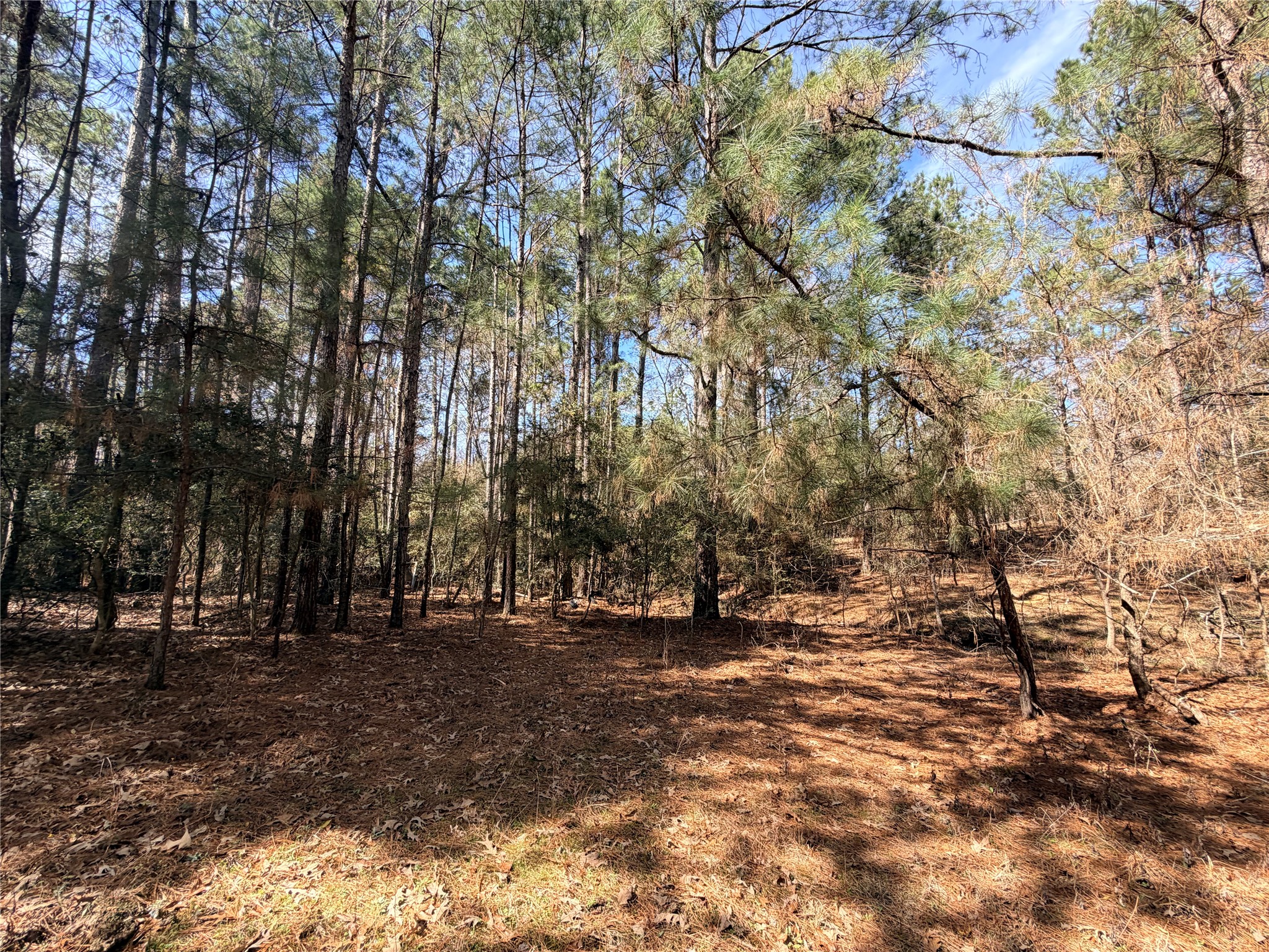 919 Pine Valley Road Diboll, TX 75941 - Photo 28 of 49 a view of outdoor space with trees
