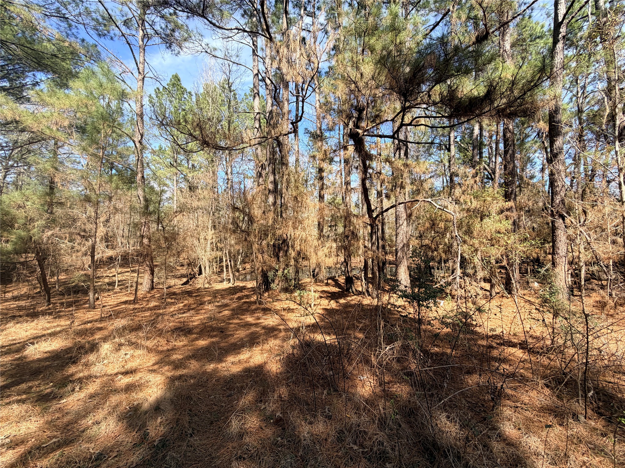 919 Pine Valley Road Diboll, TX 75941 - Photo 30 of 49 a view of outdoor space with a yard