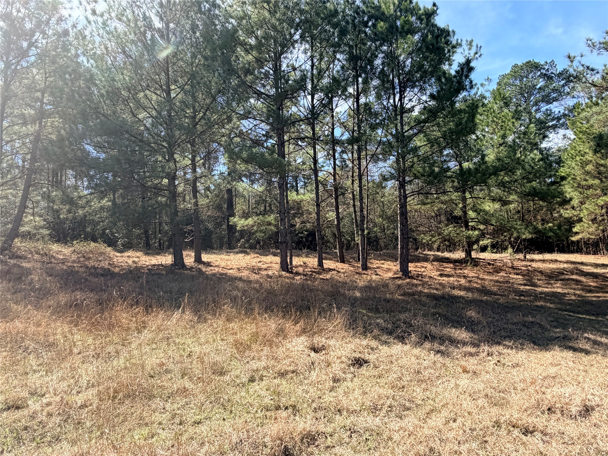 919 Pine Valley Road Diboll, TX 75941 - Photo 33 of 49 a view of a yard with a large tree