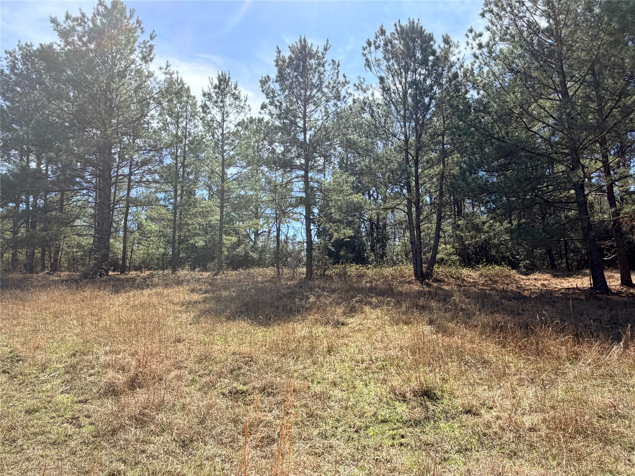 919 Pine Valley Road Diboll, TX 75941 - Photo 36 of 49 a view of a yard with a tree