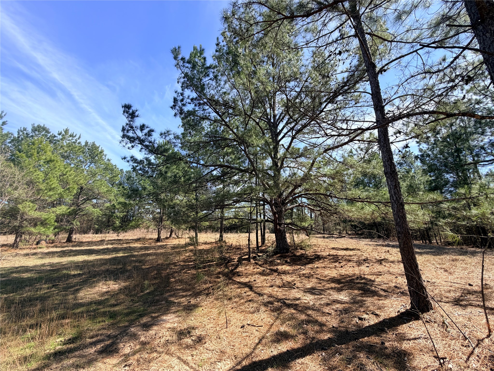 919 Pine Valley Road Diboll, TX 75941 - Photo 37 of 49 a view of a yard with a tree